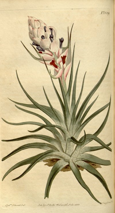 Illustration de Tillandsia stricta - Sydenham Teast Edwards